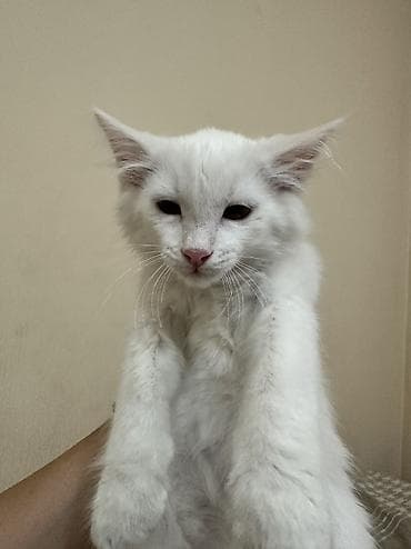 Животные: Рыжий котёнок гладкошерстный с полосатым окрасом-девочка,а так же — 4