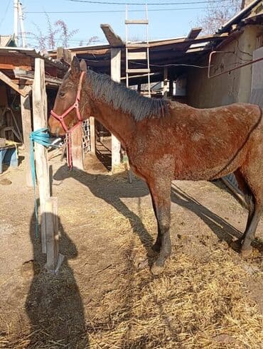 дом попугая: Продаю | Жеребенок | Рабочий — 1