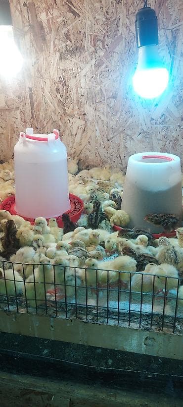 купить кур несушек на птицефабрике: Перепелки, Бөдөнө. Суточные, недельные, трехнедельные месячного — 6