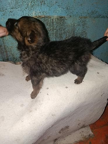 собаки пудели: Щенок немецкая овчарка — 1