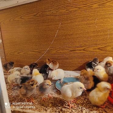 коты бишкек: Сатам | Балапандар | Көбөйтүү үчүн — 3