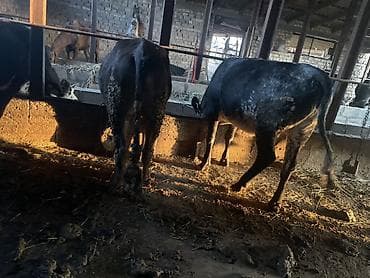 уй сотилади ош: Продаю | Тёлка | На забой | Привязанные — 2