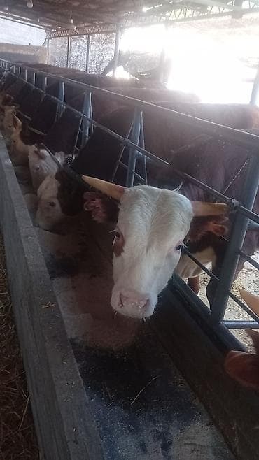 Продаю | Бык (самец) | Симментальская | На откорм | Племенные