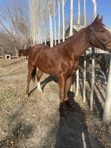 объявления о продаже собак: Продаю | Кобыла (самка) | Конный спорт — 2