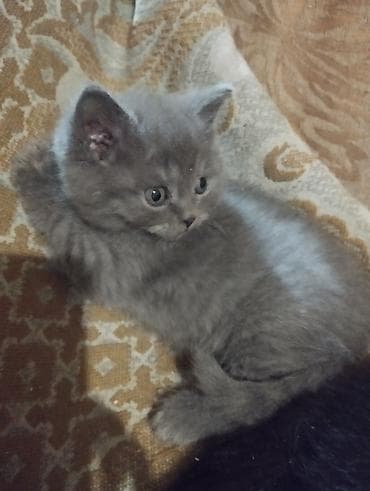 Животные: Котята! В продаже очаровательный, шустрый мальчик шотландец, скоттиш — 3