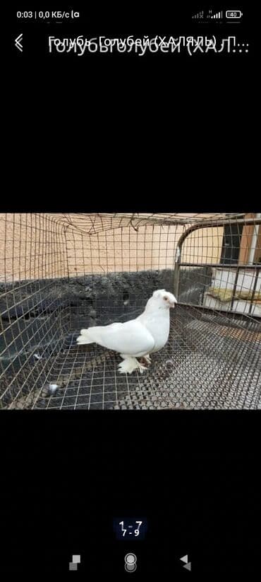 ГолубьГолубей (ХАЛЯЛЬ) . Продаю голубей есть пародистыеесть на at lalafo.kg ГолубьГолубей (ХАЛЯЛЬ) . Продаю голубей есть пародистыеесть на