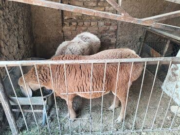 домик для кроликов: Продаю | Баран (самец) | Полукровка | На забой | Кастрированные — 5