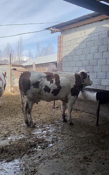 70 сом: Сатам | Уй (ургаачы) | Монбельярд | Сүт алуу үчүн | Байланган — 1