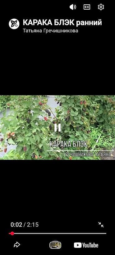 молочай миля купить: Ежевика КАРАКА БЛЭК- калючий но очень сладкий и ранний сорт. с — 4