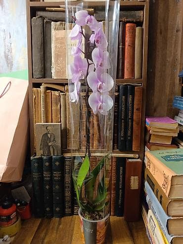 цена хризантемы: Орхидея Розовый фаленопсис,70-80см1500с — 4