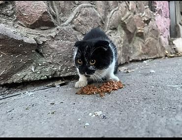 Ласковые котики срочно ищут любящий дом! Возраст около года, очень