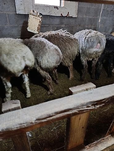 голубая вислоухая кошка: Продаю | Овца (самка) | Для разведения | Осеменитель — 9