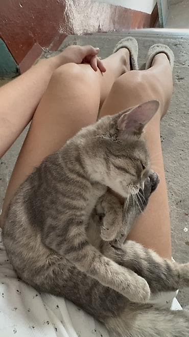 котята фото: Кошка даром: Беспородная, 4 месяца, Мальчик, Приучена к лотку, Проглистована — 4