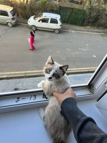 Сиамская, 3 месяца, Девочка, Приучена к лотку