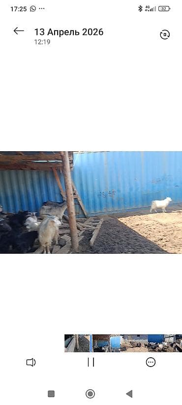 куплю корм для животных: Продаю | Коза (самка) | Для молока | Котные — 3