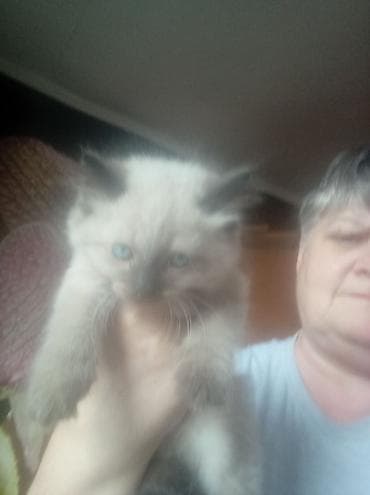 ангорские котята: Котята, белые с серыми отметинами (поинт), пушистая шерсть средней — 7
