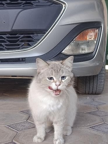 шотландская веслоухая кошка: Британская короткошёрстная, 7 месяцев, Девочка — 1