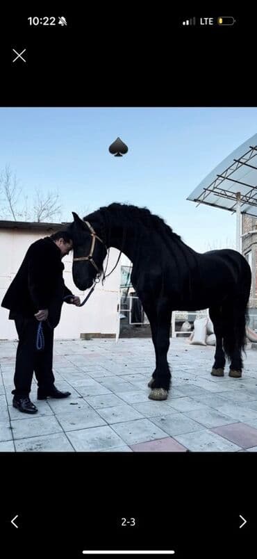 купить измельчитель травы и сена: Продаю | Конь (самец) | Конный спорт — 2