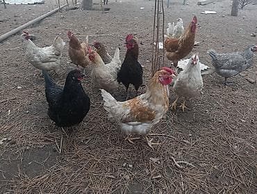 Аквариумдар: Сатам | Тооктор, Короздор, Балапандар | Союуга, Көбөйтүү үчүн, Жумуртка туудуруу үчүн — 3