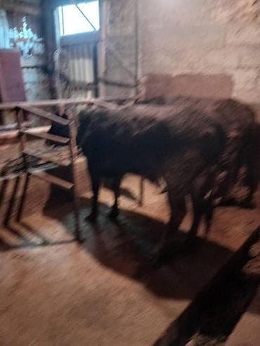 телята порода: Продаю | Бык (самец) | Полукровка | На откорм | Привязанные — 3