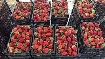 ящик для пчёл: Пластиковый Ящик, Новый — 6