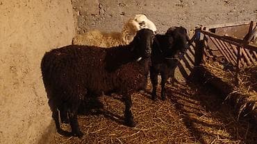 овцы токмак: Продаю | Ягненок, Баран (самец) | На забой | Племенные — 1