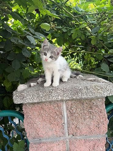 тай бээ: Сибирская, 2 месяца, Мальчик, Биколор, Приучена к лотку — 1