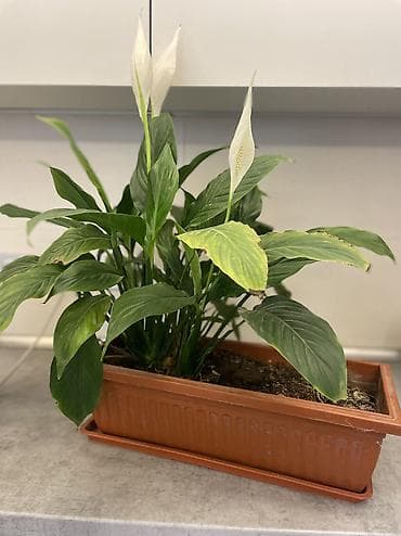 Бөлмө өсүмдүктөрү: Спатифиллум (Spathiphyllum), комнатное растение с белыми — 1