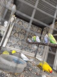 клетка для волнистого попугая: Молодежь волнистых папугаев оптом и в розницу)насчёт доставки — 2