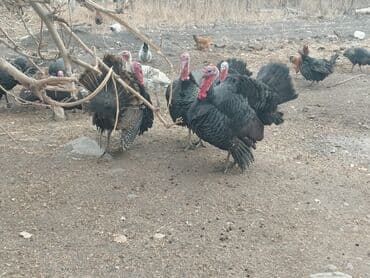 дом для животных: Продаю | Индюк (самец) | Для разведения | Племенные — 1