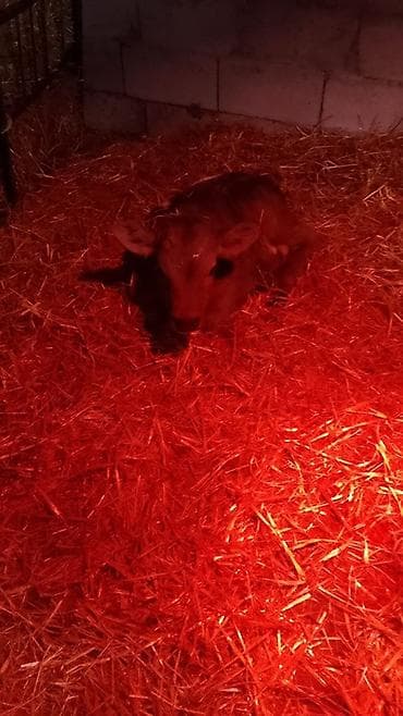 коровы телечки: Продаю | Музоо, торпок — 2