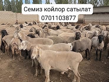 переноска для собак: Продаю | Овца (самка), Ягненок, Баран (самец) | Гиссарская, Полукровка, Меринос | На забой | Кастрированные, Ярка, Ягнившаяся — 1