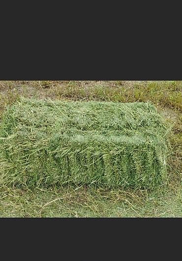 продажа собак в бишкеке: Продаю тюки, сено, клевер 3 укос, плотные, сухие, зелёные лежат под — 1