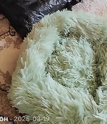 где можно купить кошку в бишкеке: Отдам котёнка в добрые руки 🐾 Девочка, 3 месяца. Очень умная, ласковая — 7