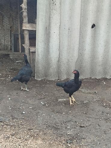 Аквариумдар: Сатам | Короздор | Тебиштирүүчү | Көбөйтүү үчүн — 3