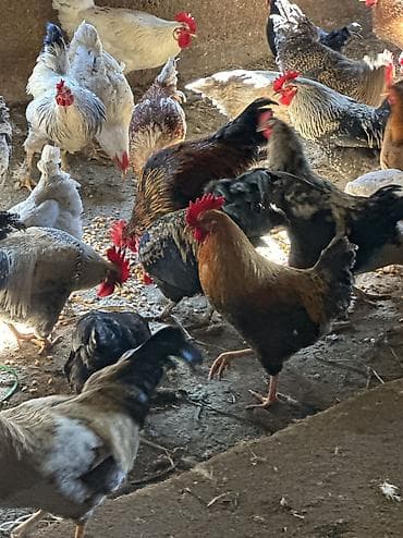 чөп сатылат: Сатам | Тооктор, Короздор | Үй, Кучинская | Союуга, Көбөйтүү үчүн, Жумуртка туудуруу үчүн — 3