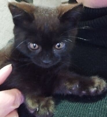 сколько стоит кастрация кота в бишкеке: Кошка даром: Беспородная, 3 месяца, Мальчик, Приучена к лотку — 1