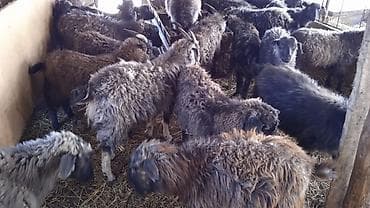 породистые козы: Продаю | Козлёнок — 1