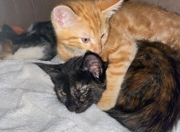 Котята, помёт из нескольких малышей разной окраски: - рыжий полосатый