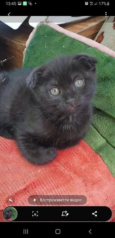 все животные: Котята с вислоухими ушками от домашней кошки-скоттиш (на фото с — 8
