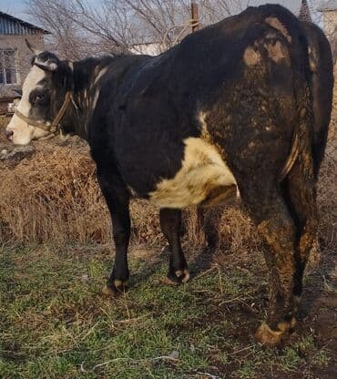 переноска для животных: Продаю | Корова (самка) | Полукровка, Алатауская, Бельгийская | Для разведения, Для молока | Осеменитель, Искусственник, Нетель — 4