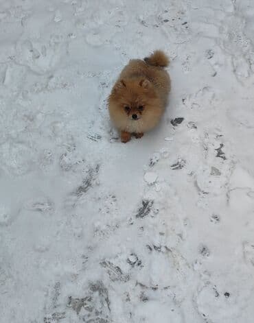 куплю шпица: Продаётся померанский шпиц, девочки 💕 Дрессированные, выполняет — 1