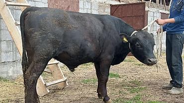 кара балта кой: Продаю | Бык (самец) | На откорм | Привязанные — 3