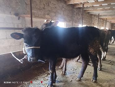 Продаю | Тёлка | Полукровка | На откорм | Привязанные — 1