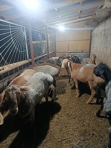 хомяк ош: Продаю | Баран (самец) | На забой | Котные — 4