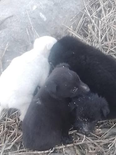 куплю собаку шпиц: Собака даром: Дворняжка, 2 месяца, Самец — 5