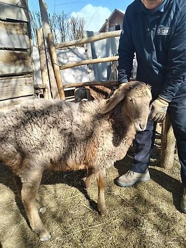 бамбуковая мышь: Продаю | Овца (самка) | Арашан | Для разведения | Ярка — 1