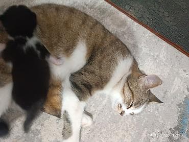 Животные: Кошка даром: Беспородная, 1 месяц, Девочка, Приучена к лотку — 4