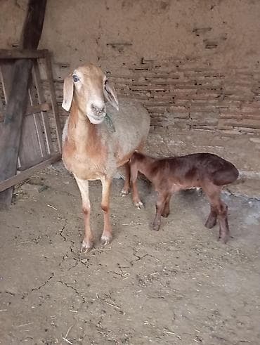 Продаю | Овца (самка), Ягненок | Гиссарская, Арашан | Для разведения at lalafo.kg Продаю | Овца (самка), Ягненок | Гиссарская, Арашан | Для разведения