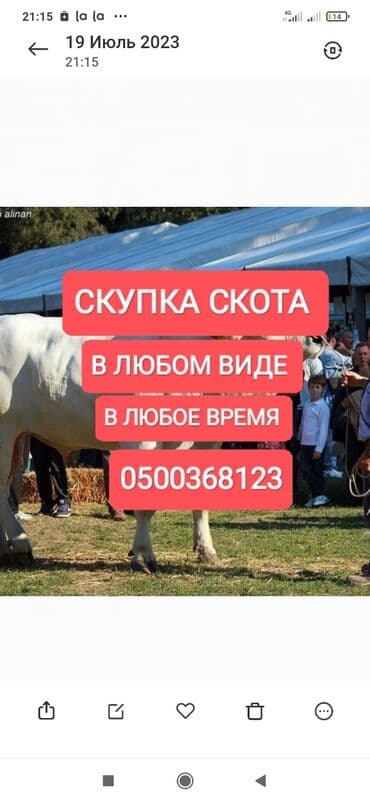 Куплю | Коровы, быки, Лошади, кони, Другие с/х животные | Круглосуточно, Любое состояние, Забитый